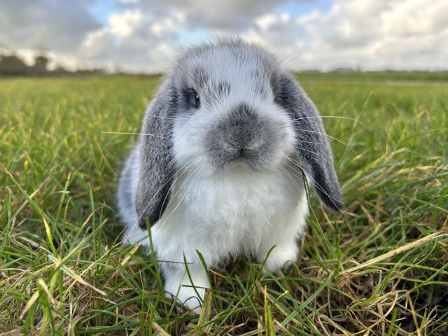 foto van kleur Chinchilla bont