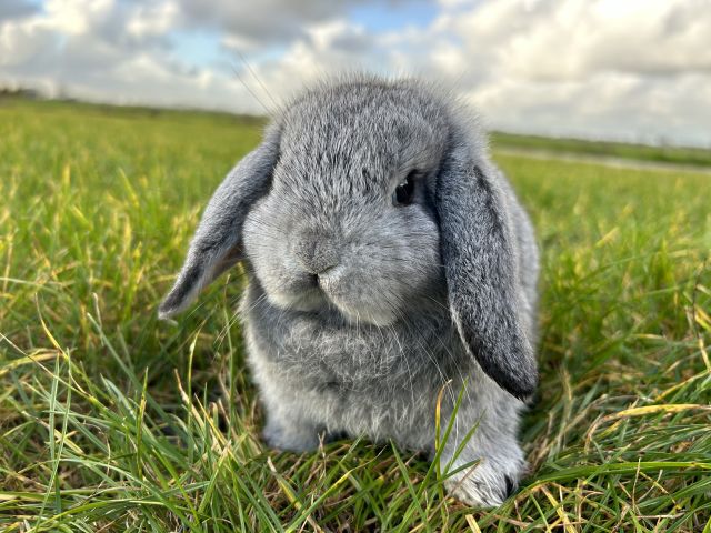 foto van kleur Chinchilla