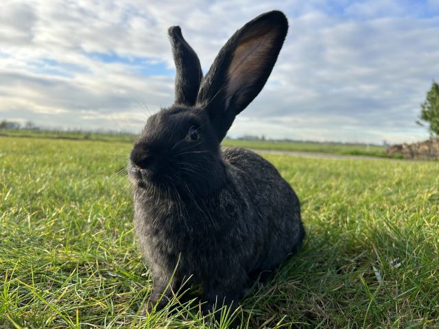 foto van kleur Ijzergrauw