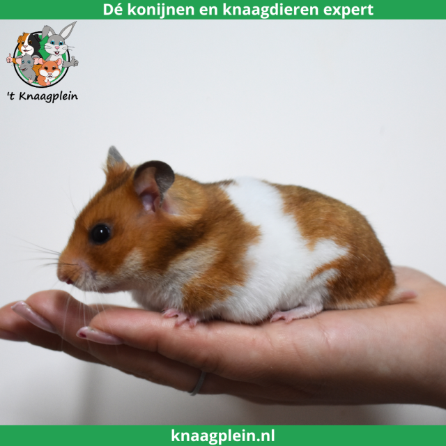 foto van kleur Goudbruin witband