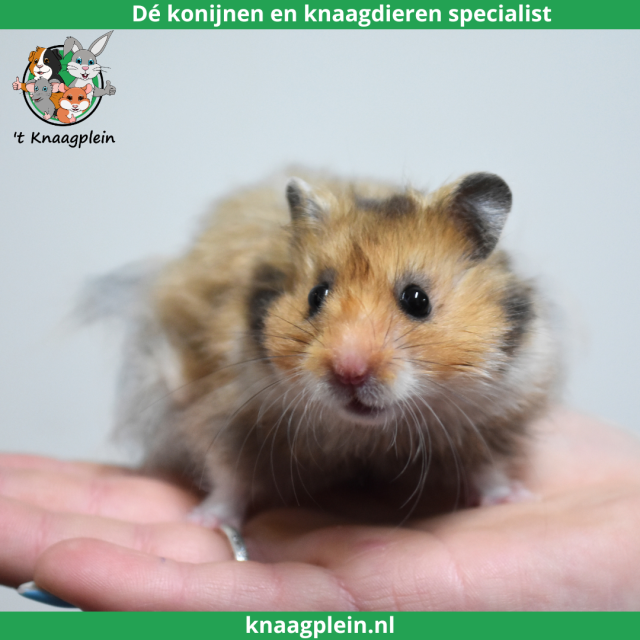 foto van kleur Goudbruin