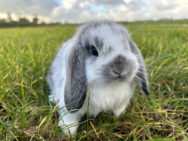 foto van kleur Chinchilla bont