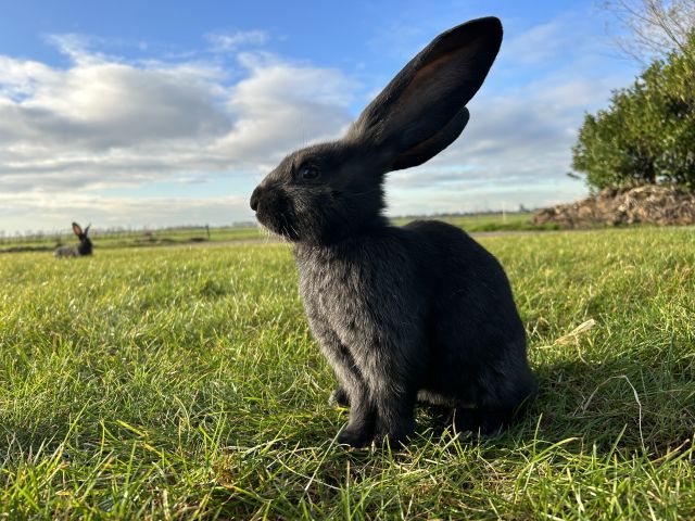 foto van kleur Zwart