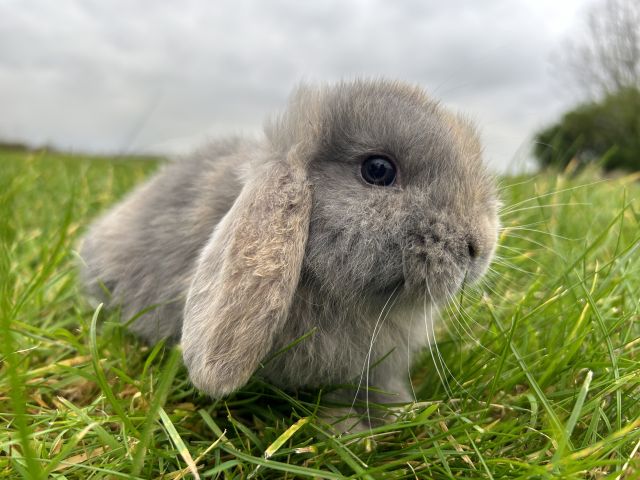 foto van kleur Blauw japanner