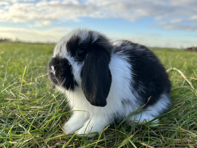 foto van kleur Zwart bont