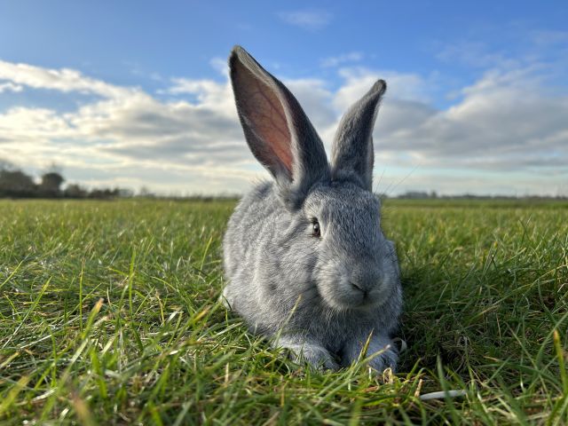 foto van kleur Chinchilla