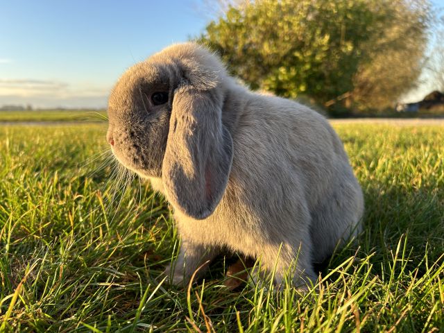 foto van kleur Isabella