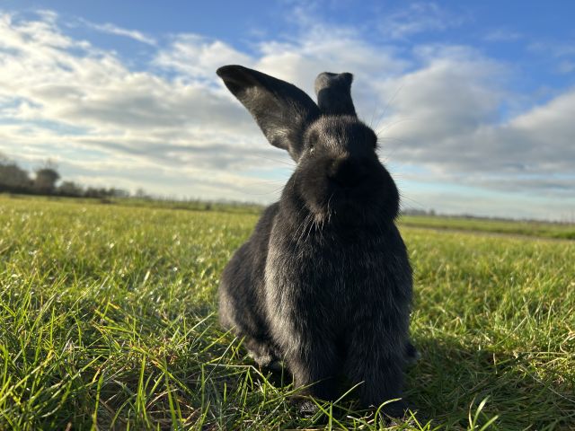 foto van kleur Zwart