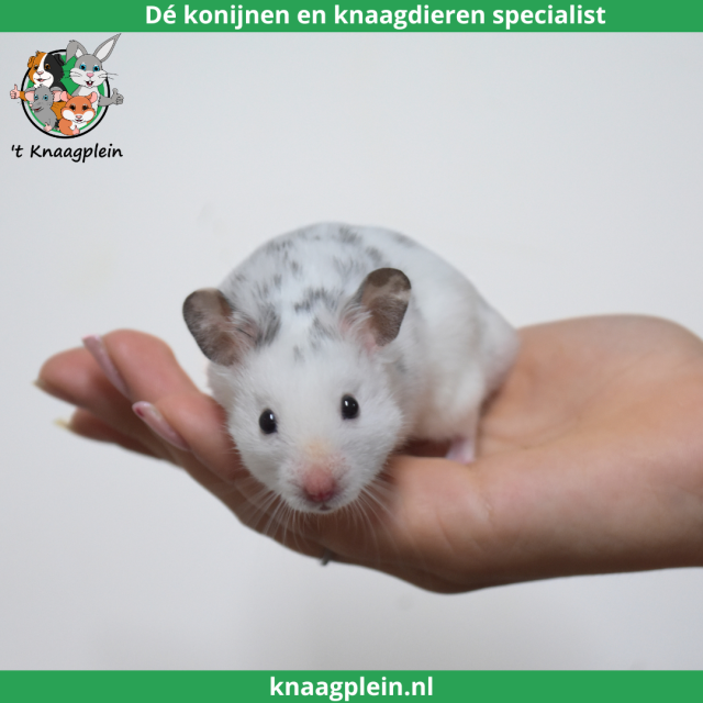 foto van kleur Dalmatiër