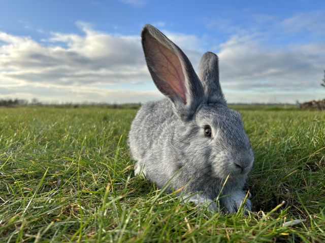 foto van kleur Chinchilla