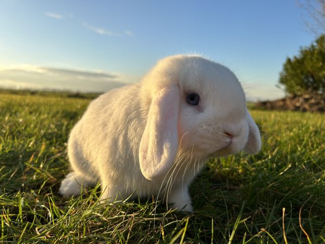 foto van kleur Wit blauwoog