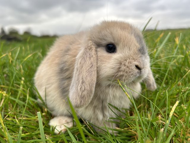 foto van kleur Isabella japanner