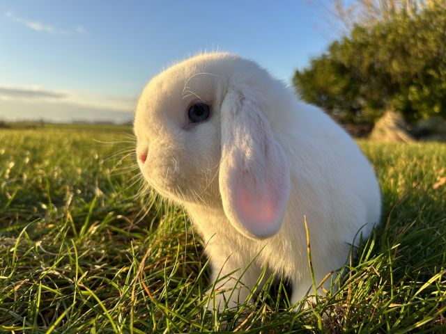 foto van kleur Wit blauwoog