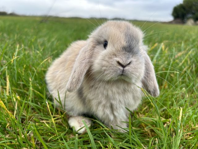 foto van kleur Isabella japanner