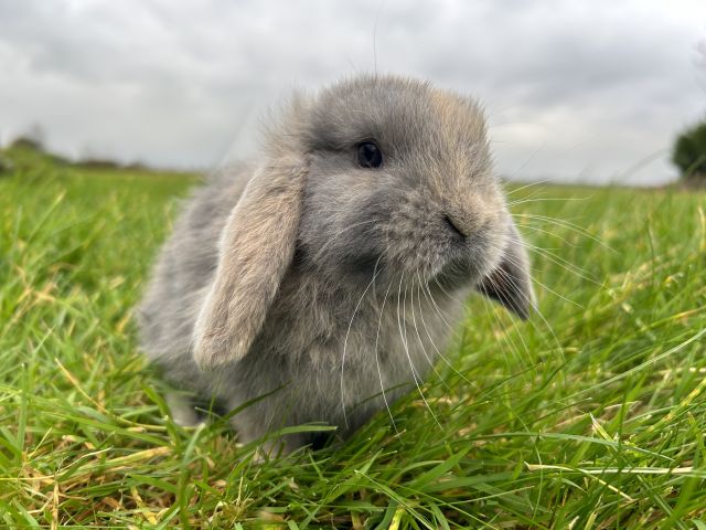 foto van kleur Blauw japanner