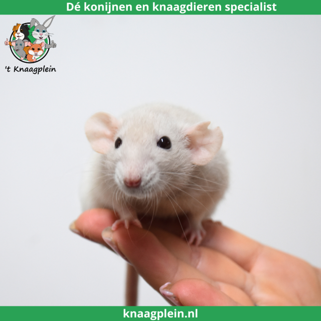 foto van kleur Beige japanner