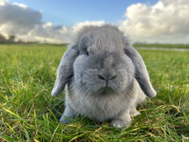 foto van kleur Isabella