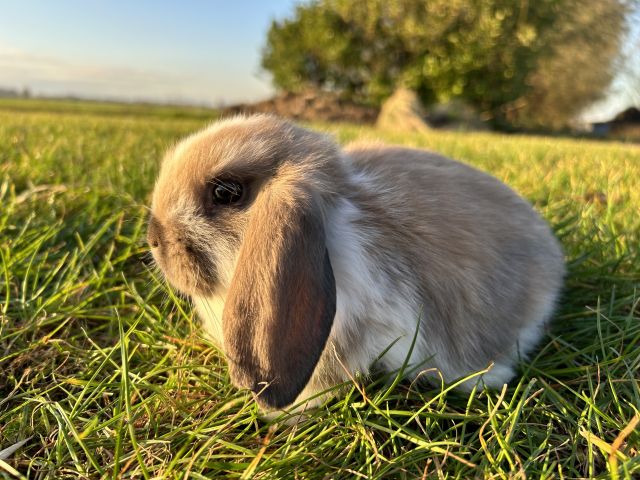 foto van kleur Madagascar bont