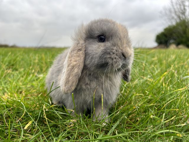 foto van kleur Blauw japanner