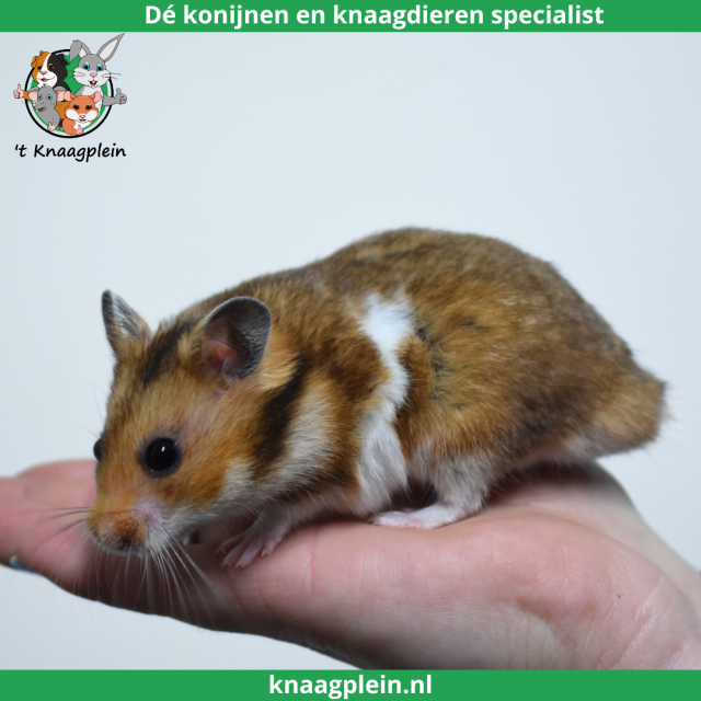 foto van kleur Goudbruin witband