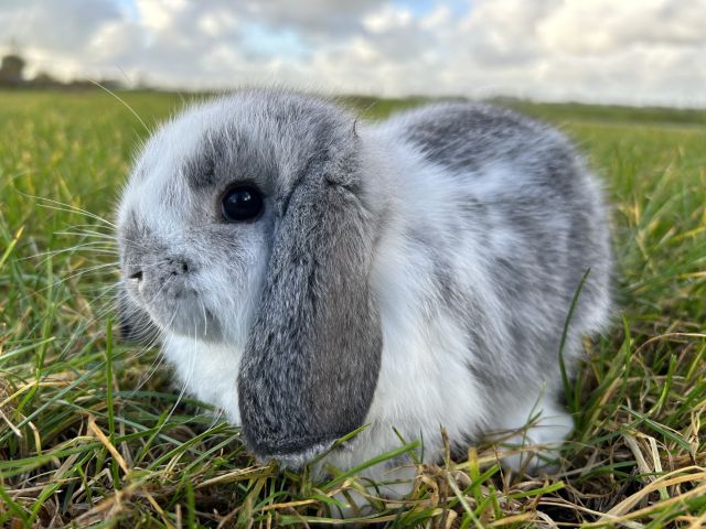 foto van kleur Chinchilla bont