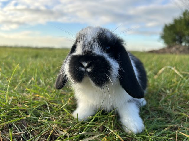 foto van kleur Zwart bont