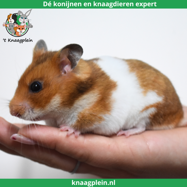 foto van kleur Goudbruin witband