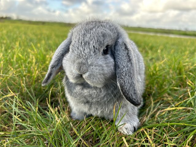 foto van kleur Chinchilla