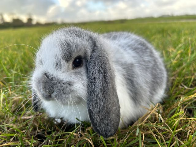 foto van kleur Chinchilla bont