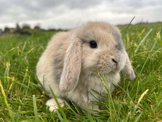 foto van kleur Isabella japanner