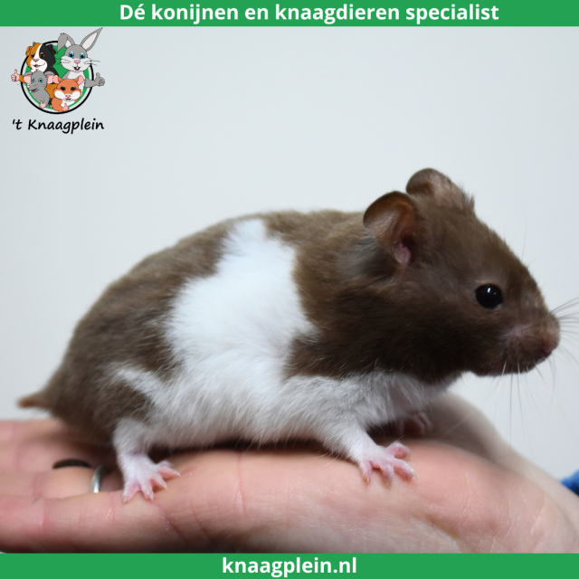 foto van kleur Choco witband