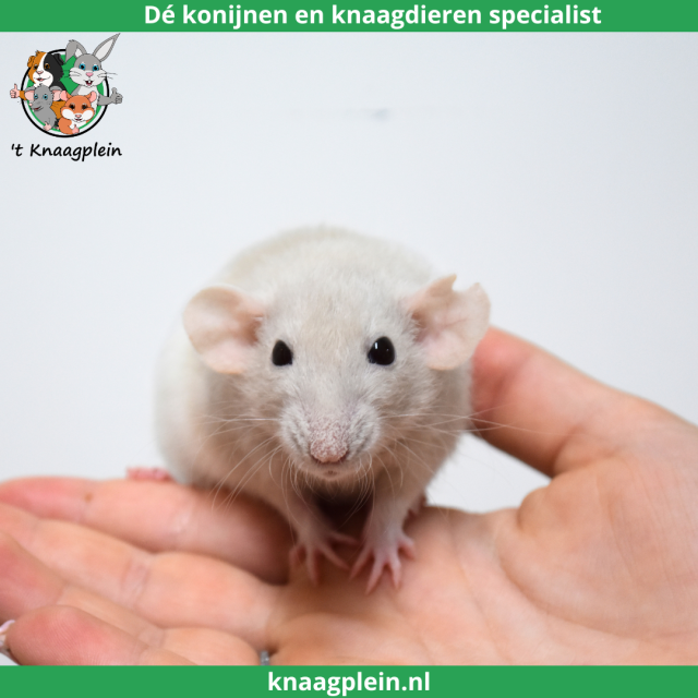 foto van kleur Beige japanner