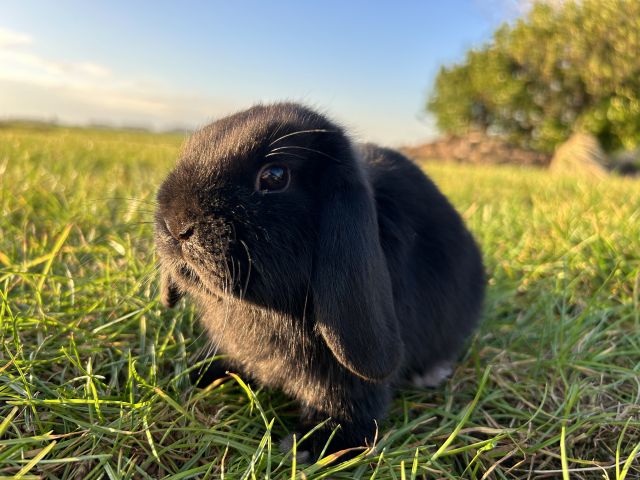 foto van kleur Zwart