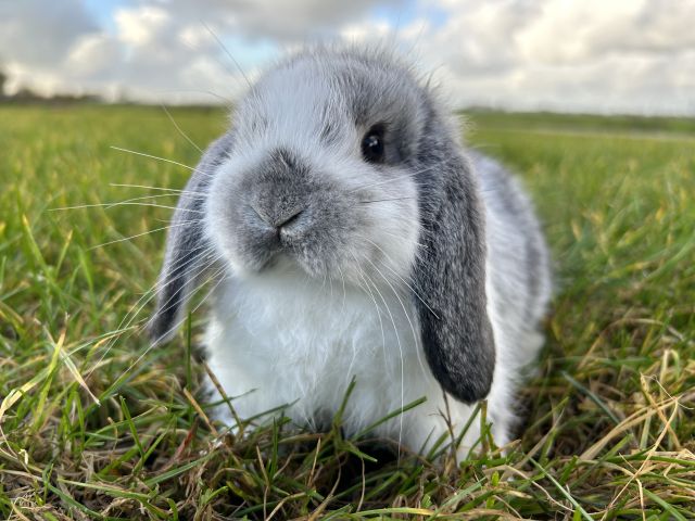 foto van kleur Chinchilla bont