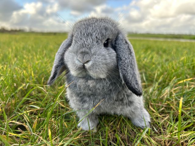 foto van kleur Chinchilla