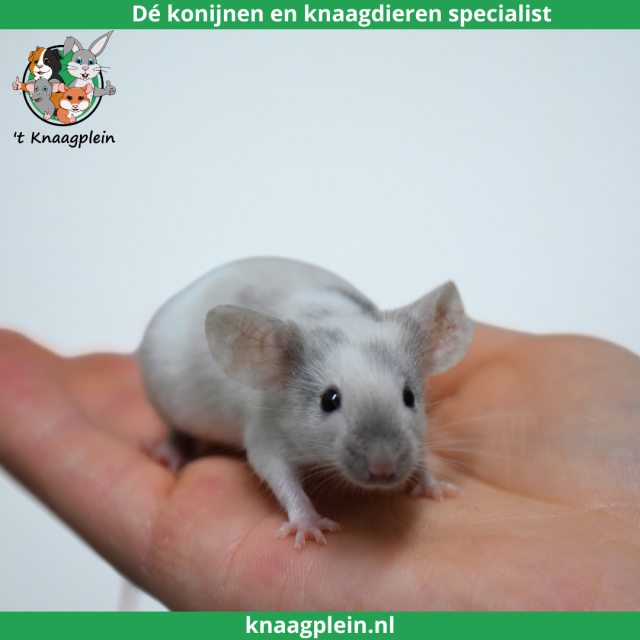 foto van kleur Brindle