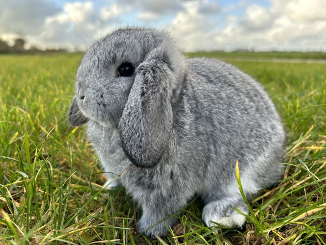 foto van kleur Chinchilla