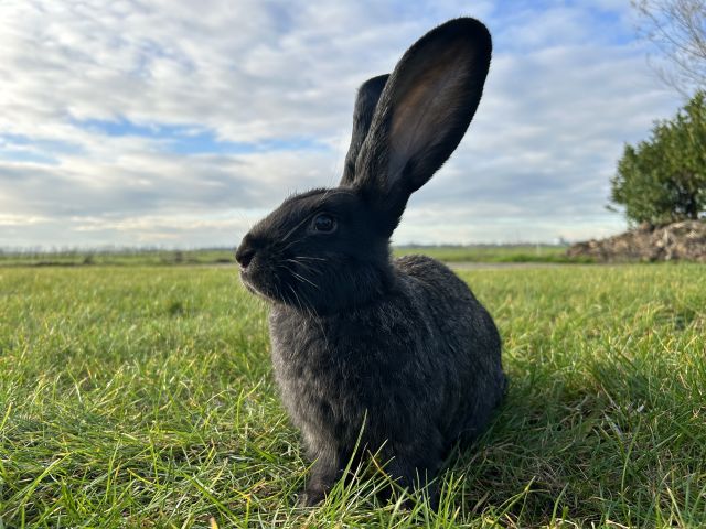 foto van kleur Ijzergrauw