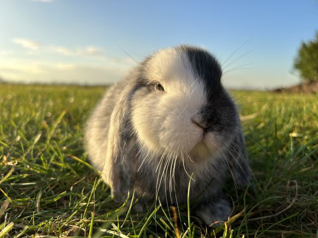 foto van kleur Rohn