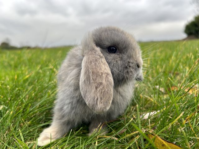 foto van kleur Blauw japanner