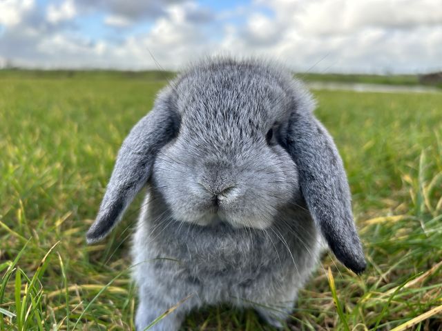 foto van kleur Chinchilla