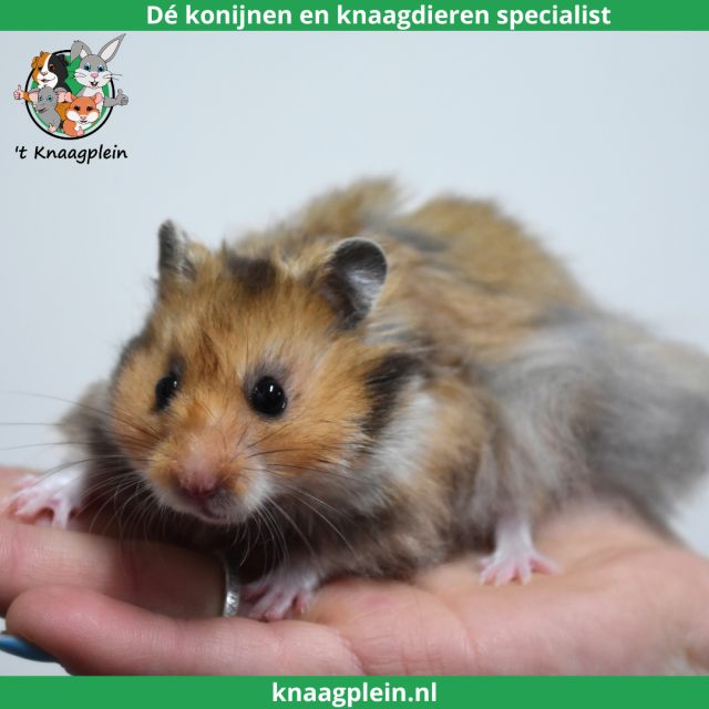 foto van kleur Goudbruin