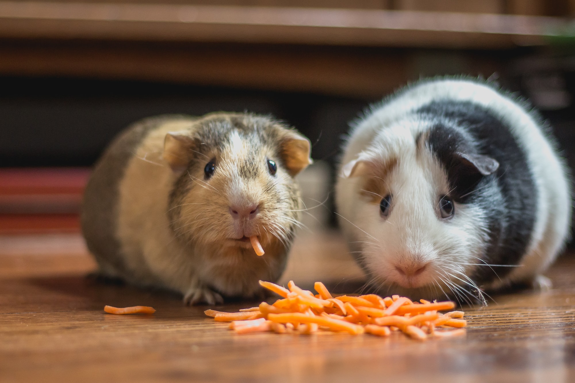 Afbeelding bij blog Waarom cavia's vitamine C nodig hebben